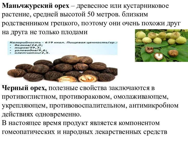 Маньчжурский орех – древесное или кустарниковое растение, средней высотой 50 метров. близким