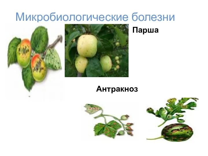 Микробиологические болезни Парша Антракноз