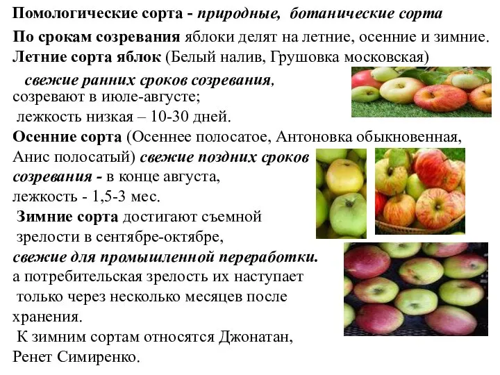 По срокам созревания яблоки делят на летние, осенние и зимние. Летние сорта