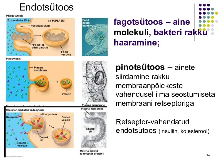 fagotsütoos – aine molekuli, bakteri rakku haaramine; pinotsütoos – ainete siirdamine rakku