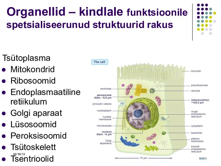 09/18/13 Organellid – kindlale funktsioonile spetsialiseerunud struktuurid rakus Tsütoplasma Mitokondrid Ribosoomid Endoplasmaatiline