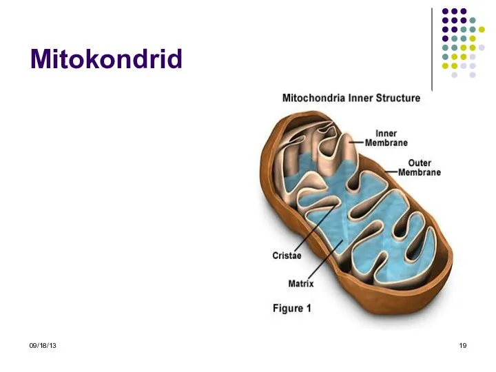 09/18/13 Mitokondrid
