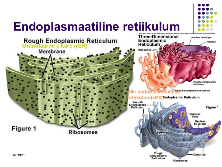 09/18/13 Endoplasmaatiline retiikulum Granulaarne e kare (rER) Sile endoplasmaatiline retiikulum(sER)