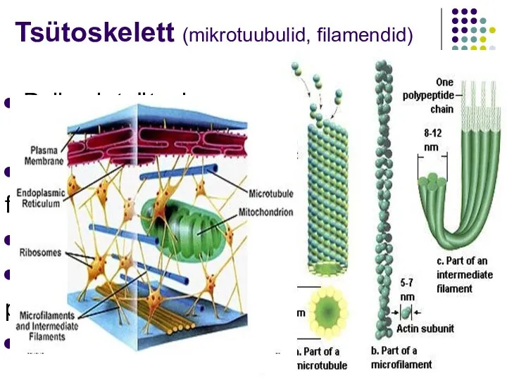 09/18/13 Tsütoskelett (mikrotuubulid, filamendid) Paikneb tsütoplasmas ja tuumas Koosneb peentest filamentidest Säilitab