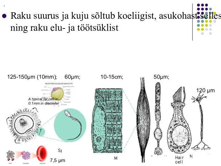 Raku suurus ja kuju sõltub koeliigist, asukohast selles ning raku elu- ja