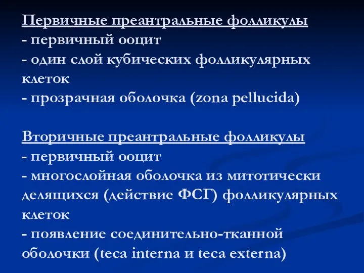 Первичные преантральные фолликулы - первичный ооцит - один слой кубических фолликулярных клеток