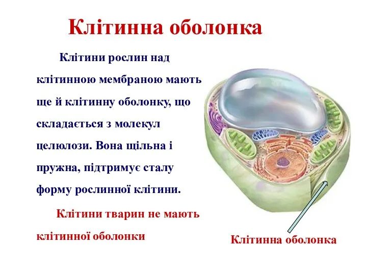 Клітинна оболонка Клітини рослин над клітинною мембраною мають ще й клітинну оболонку,