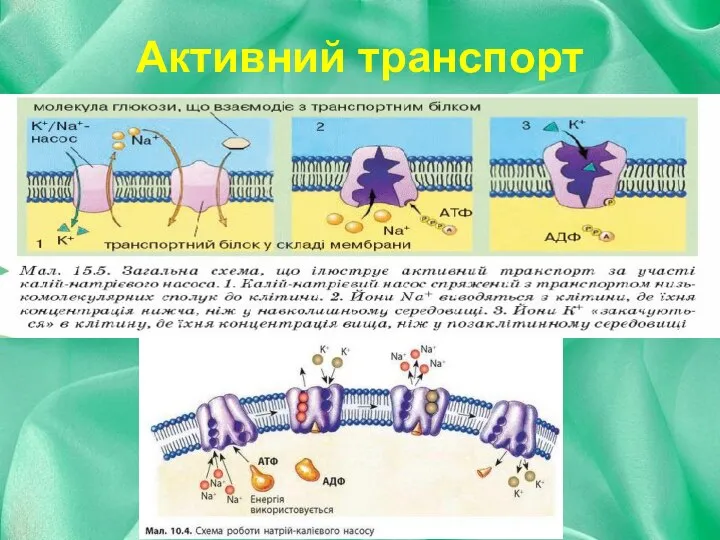 Активний транспорт