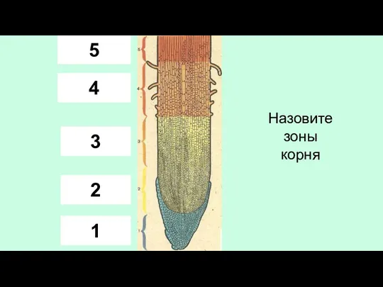 корневой чехлик зона деления зона роста зона всасывания зона проведения Назовите зоны