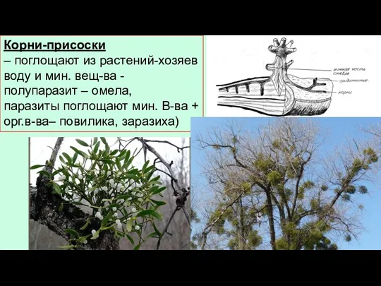 Корни-присоски – поглощают из растений-хозяев воду и мин. вещ-ва - полупаразит –