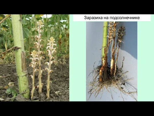 Заразиха на подсолнечнике
