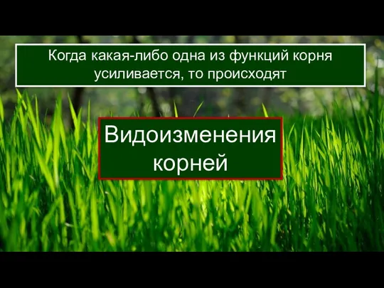 Видоизменения корней Когда какая-либо одна из функций корня усиливается, то происходят