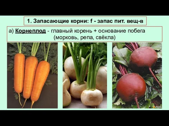 а) Корнеплод - главный корень + основание побега (морковь, репа, свёкла) 1.