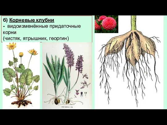 б) Корневые клубни - видоизменённые придаточные корни (чистяк, ятрышник, георгин)