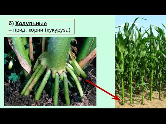 б) Ходульные – прид. корни (кукуруза)