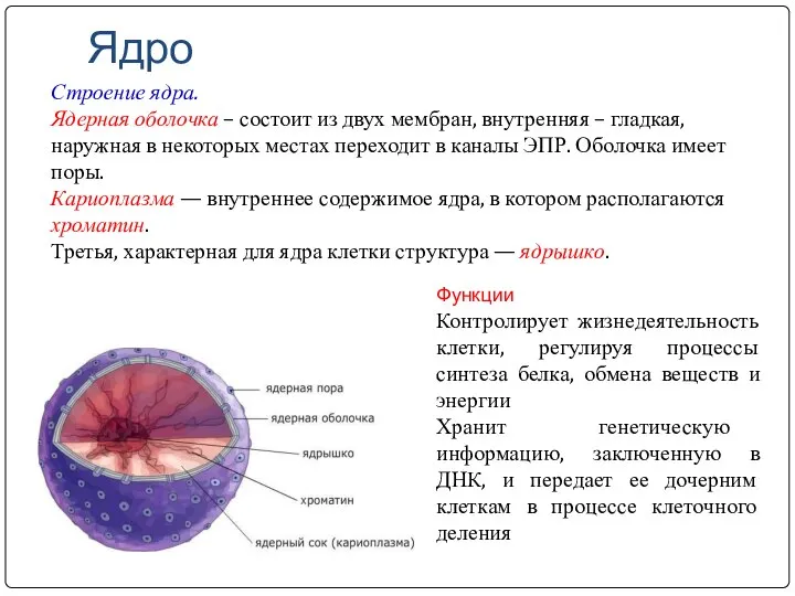 Ядро Строение ядра. Ядерная оболочка – состоит из двух мембран, внутренняя –