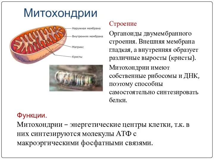 Митохондрии Строение Органоиды двумембранного строения. Внешняя мембрана гладкая, а внутренняя образует различные