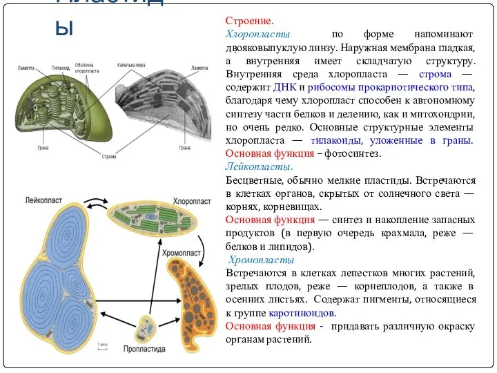 Пластиды Строение. Хлоропласты по форме напоминают двояковыпуклую линзу. Наружная мембрана гладкая, а