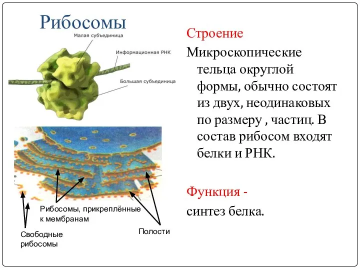 Рибосомы Строение Микроскопические тельца округлой формы, обычно состоят из двух, неодинаковых по