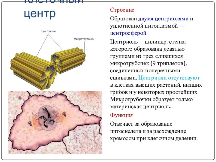 Клеточный центр Строение Образован двумя центриолями и уплотненной цитоплазмой — центросферой. Центриоль