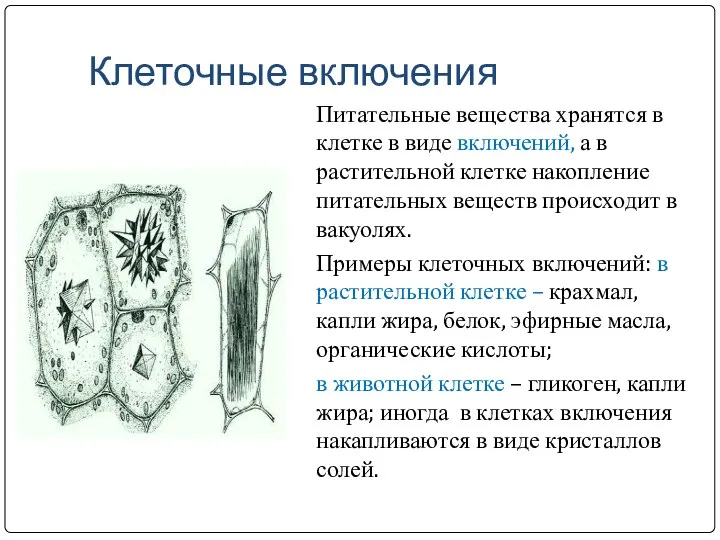 Клеточные включения Питательные вещества хранятся в клетке в виде включений, а в