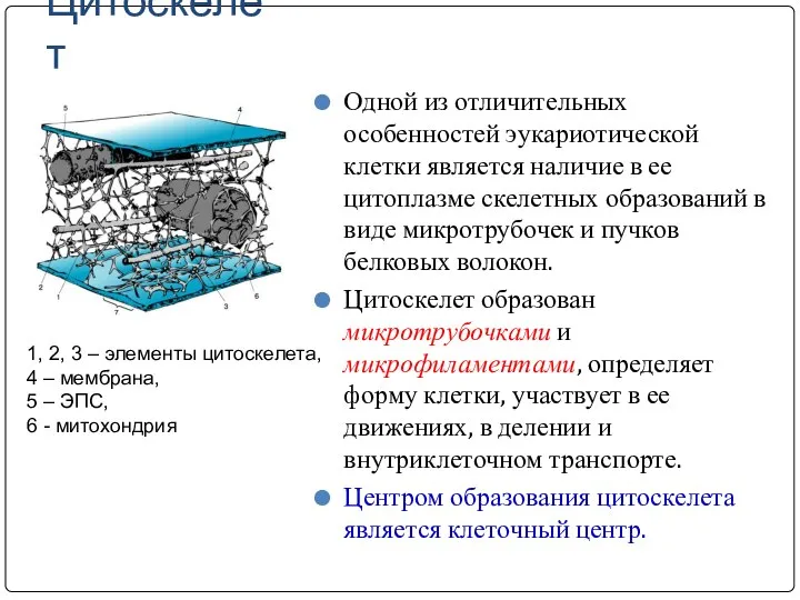 Цитоскелет Одной из отличительных особенностей эукариотической клетки является наличие в ее цитоплазме