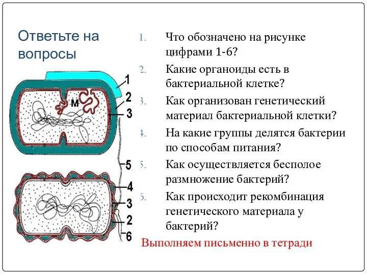 Ответьте на вопросы Что обозначено на рисунке цифрами 1-6? Какие органоиды есть