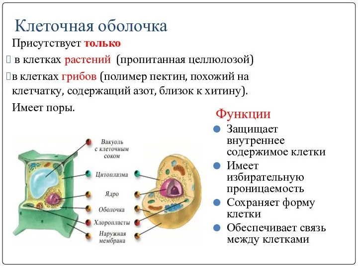 Клеточная оболочка Присутствует только в клетках растений (пропитанная целлюлозой) в клетках грибов