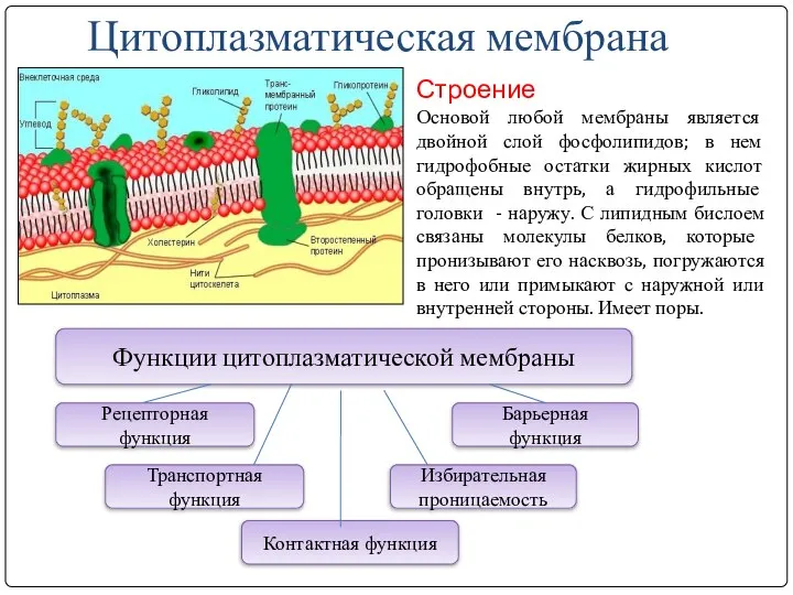 Цитоплазматическая мембрана Строение Основой любой мембраны является двойной слой фосфолипидов; в нем