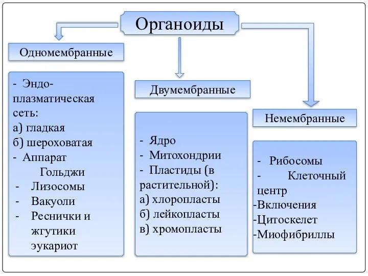 - Эндо- плазматическая сеть: а) гладкая б) шероховатая - Аппарат Гольджи Лизосомы