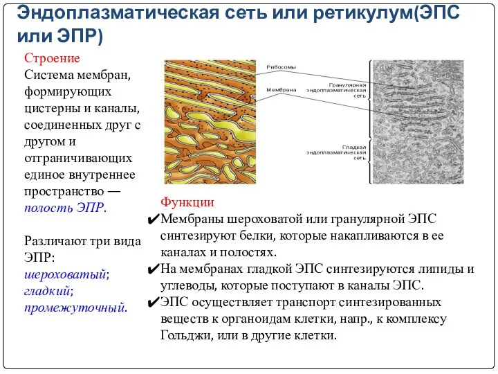 Эндоплазматическая сеть или ретикулум(ЭПС или ЭПР) Строение Система мембран, формирующих цистерны и