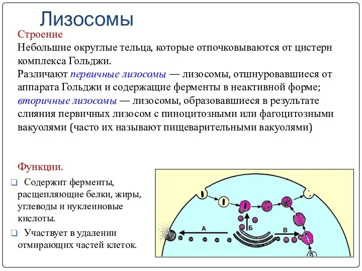 Лизосомы Функции. Содержит ферменты, расщепляющие белки, жиры, углеводы и нуклеиновые кислоты. Участвует