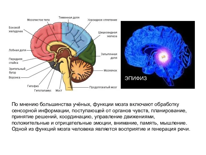 По мнению большинства учёных, функции мозга включают обработку сенсорной информации, поступающей от