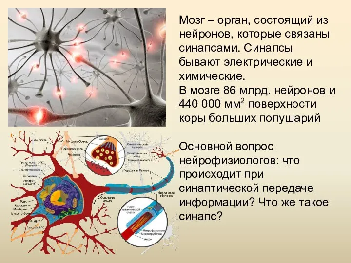 Мозг – орган, состоящий из нейронов, которые связаны синапсами. Синапсы бывают электрические