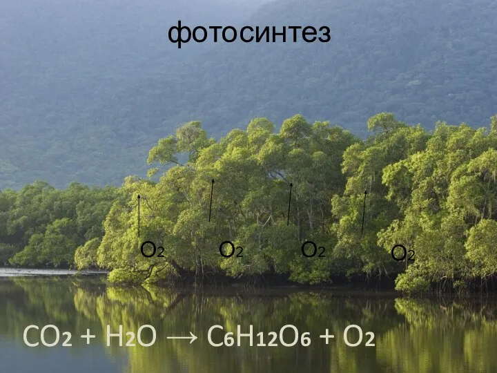 фотосинтез О2 О2 О2 О2 CO2 + H2O → C6H12O6 + O2