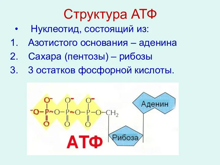 Структура АТФ Нуклеотид, состоящий из: Азотистого основания – аденина Сахара (пентозы) –