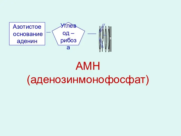 АМН (аденозинмонофосфат) Азотистое основание аденин Углевод – рибоза О Р О ОН