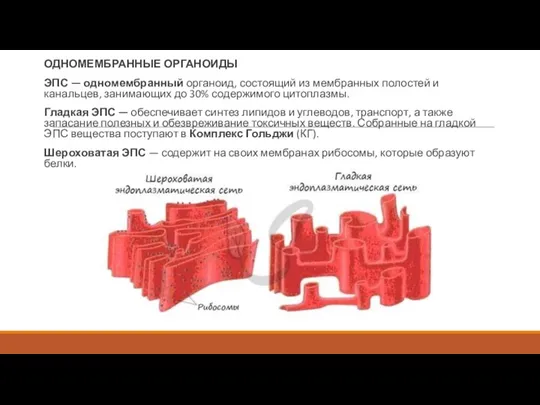 ОДНОМЕМБРАННЫЕ ОРГАНОИДЫ ЭПС — одномембранный органоид, состоящий из мембранных полостей и канальцев,