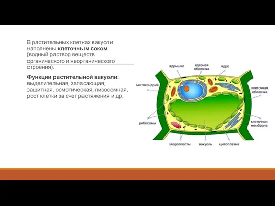 В растительных клетках вакуоли наполнены клеточным соком (водный раствор веществ органического и