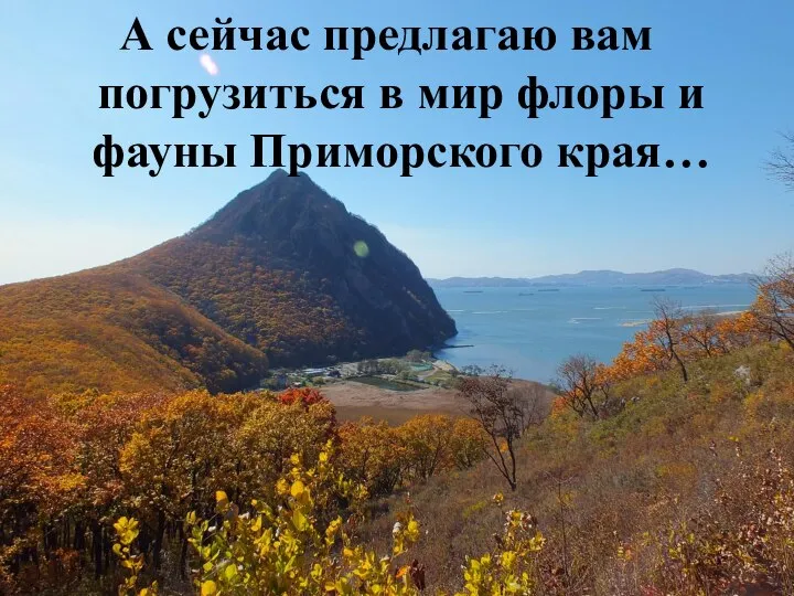 А сейчас предлагаю вам погрузиться в мир флоры и фауны Приморского края…