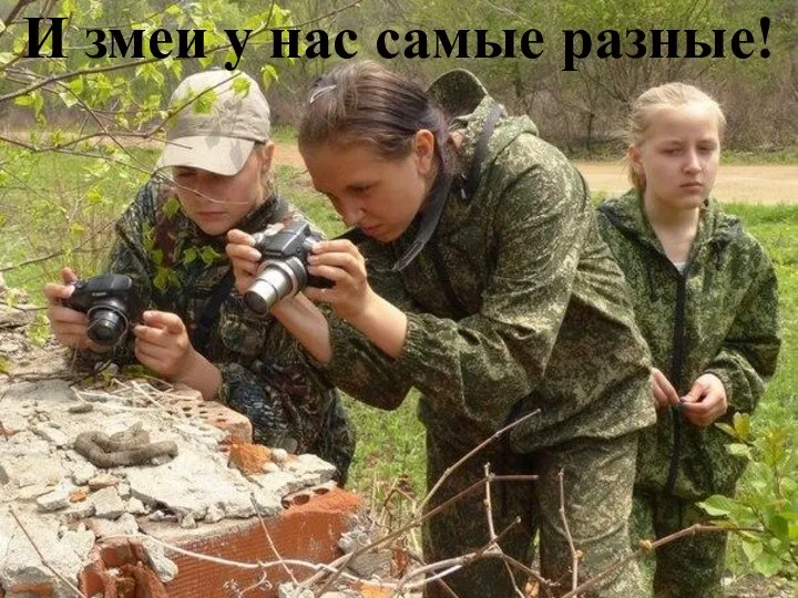 И змеи у нас самые разные!