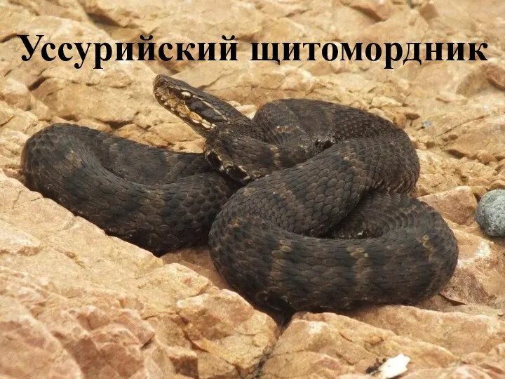 Уссурийский щитомордник