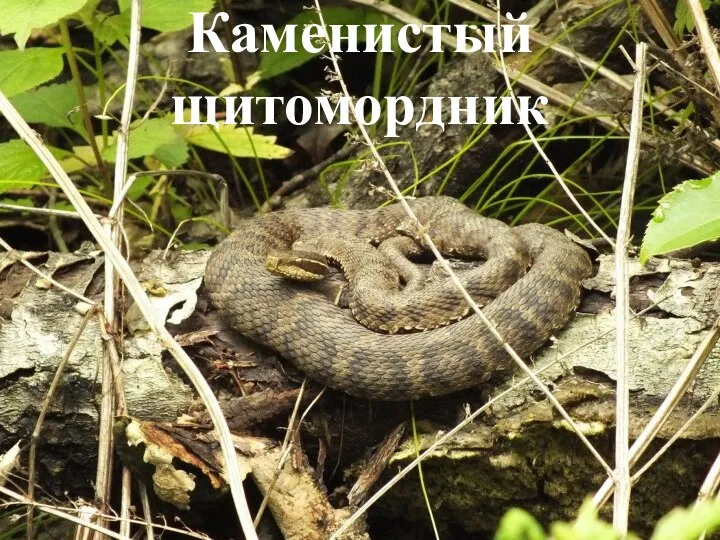 Каменистый щитомордник