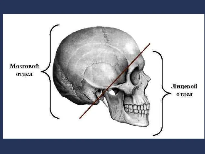 ПЛАСТИЧЕСКАЯ АНАТОМИЯ ЧЕРЕПА Внешняя форма головы определяется, прежде всего, строением черепа .