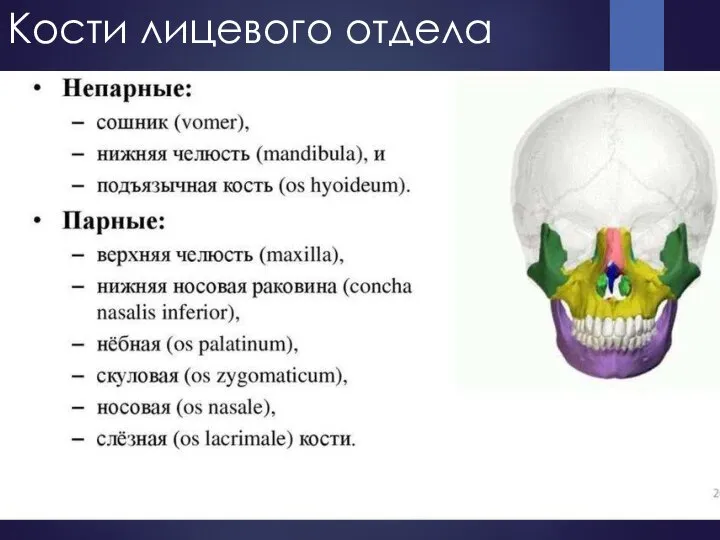 Кости лицевого отдела