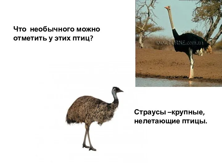 Что необычного можно отметить у этих птиц? Страусы –крупные, нелетающие птицы.