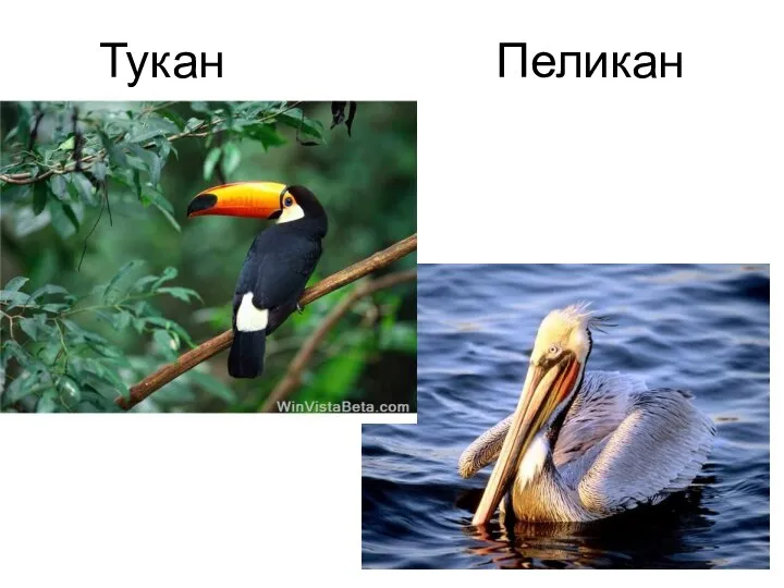 Тукан Пеликан