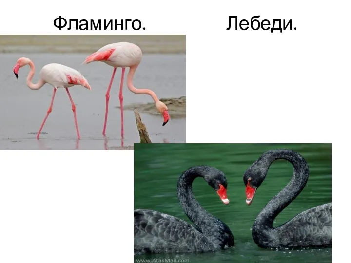 Фламинго. Лебеди.