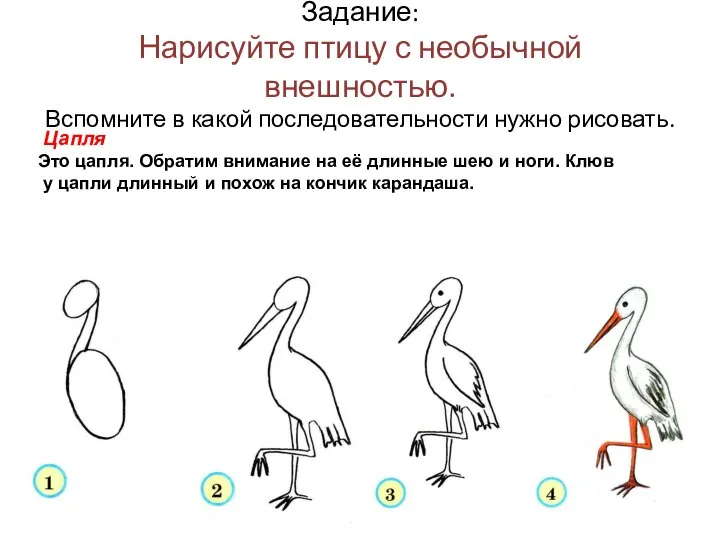 Задание: Нарисуйте птицу с необычной внешностью. Вспомните в какой последовательности нужно рисовать.