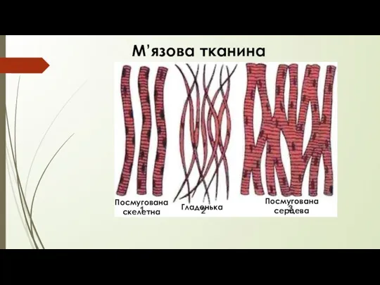 М’язова тканина Посмугована скелетна Гладенька Посмугована серцева